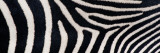 Greveys Zebra Stripes