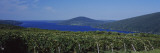 Vineyards Near a Lake, Canandaigua Lake, Finger Lakes, New York State, USA