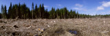 Timber Cut Down in a Forest, Olympic National Forest, Washington State, USA