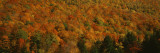 Trees in a Valley, Hope Valley, Adirondack, New York, USA