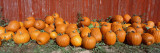 Pumpkins near the Wooden Fence