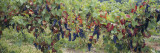 Bunch of Grapes in a Vineyard, Keuka Lake, Finger Lakes, Hammondsport, New York State, USA