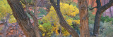 Cottonwood Trees in a Forest, Escalante National Park, Utah, USA