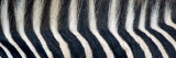 Greveys Zebra Stripes and Mane