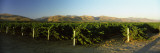 Vineyard on a Landscape, Santa Ynez Valley, Santa Barbara County, California, USA