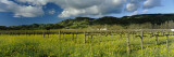 Mustard Crop in a Field Near St. Helena, Napa Valley, California, USA Wall Decal