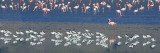 Avocets and Flamingos Standing in Water, Ngorongoro Crater, Ngorongoro Conservation Area, Tanzania