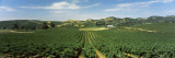 View of a Vineyard, Carneros District, Napa Valley, California, USA Wall Decal