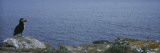 Atlantic Puffin Perching on a Rock, Maberly, Newfoundland and Labrador, Canada