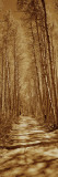 Trees Along a Road, Log Cabin Gold Mine, Eastern Sierra, Californian Sierra Nevada, California, USA
