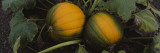 Close-Up of Pumpkins in a Field, Half Moon Bay, California, USA