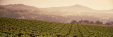 Mountains in Front of Vineyards, Asti, California, USA