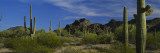 Cactus Plant on a Landscape, Sonoran Desert, Organ Pipe Cactus National Monument, Arizona, USA