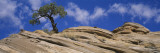 Pinyon Pine Tree on a Rock, Grand Staircase-Escalante National Monument, Utah, USA