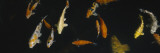 School of Fish in an Aquarium, Japanese Koi Fish, Capitol Aquarium, Sacramento, California, USA