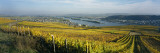 Vineyards Near a Town, Rudesheim, Rheingau, Germany
