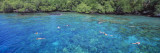 People Snorkeling, Kealakekua Bay, Hawaii, USA