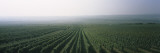 View of a Vineyard, Westhofener Kirchspiel, Westhofen, Alzey-Worms, Rheinhessen, Germany Wall Decal