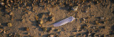 Feather on the Beach, Joutseno, Southern Finland, South Karelia, Finland
