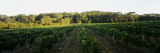 Grape Vines in a Vineyard, Leeuwin Estate, Margaret River, Western Australia, Australia Wall Decal