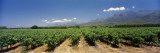 Vineyard with Mountains, Worcester, Western Cape Province, South Africa Wall Decal
