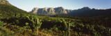 Vineyard with Groot Drakenstein Mountains, Stellenbosch, Cape Winelands, South Africa Wall Decal