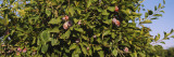 Close-Up of a Treetop in an Orchard, Gilroy, California, USA