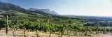 Vineyard with Constantiaberg Range and Table Mountain, Constantia, Cape Town, South Africa Wall Decal