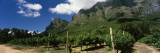 Vineyard in Front of Mountains with Simonsberg, Paarl, Cape Winelands, South Africa Wall Decal