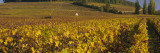 Vineyard on a Landscape, Bourgogne, France Wall Decal