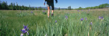 Woman Walking on a Field, Sangre de Cristo Mountains, New Mexico, USA