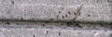 Close-Up of Ants Crawling