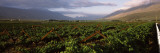 Vineyard with Mountain Range, Hex River Valley, South Africa Wall Decal