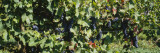 Red Grapes in a Vineyard, Finger Lake, New York, USA Wall Decal