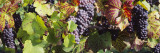Close-Up of Red Grapes in a Vineyard, Finger Lake Region, New York, USA Wall Decal