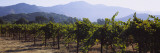 Grape Vines in a Vineyard, Napa Valley, California, USA Wall Decal