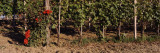 Red Roses and Grape Vines in a Vineyard, Italy Wall Decal