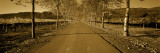 Trees Along a Road, Beaulieu Vineyard, Rutherford, Napa Valley, California, USA Wall Decal