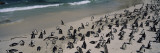Colony of Jackass Penguins on the Beach, Boulder Beach, Simon
