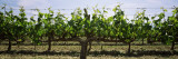 Grapes on Trellis, San Joaquin Valley, California, USA Wall Decal