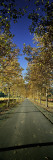 Trees Along a Road, Beaulieu Vineyard, Rutherford, Napa Valley, California, USA Wall Decal