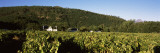 Cape Dutch Style Farmhouse in a Vineyard, Franschhoek Valley, Franschhoek, South Africa Wall Decal