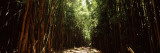Dirt Road Passing Through a Forest, Haleakala National Park, Maui, Hawaii, USA