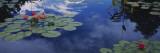 Buy Water Lilies in a Pond, Denver Botanic Gardens, Denver, Denver County, Colorado, USA at AllPosters.com