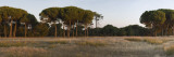 Pine Trees on a Landscape, Membibre De La Hoz, Segovia, Castile and Leon, Spain