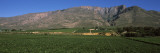 Vineyard with Mountain Range, Hex River Valley, South Africa Wall Decal