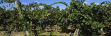 Bunch of Grapes in a Vineyard, Prosser, Yakima Valley Appellation, Washington, USA Wall Decal