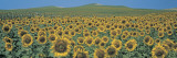 Buy Sunflower Field Andalucia Spain at AllPosters.com