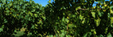 Close-up of Green Grapes in a Vineyard, USA Wall Decal