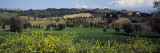 Flowers in a Field, San Antimo, Tuscany, Italy